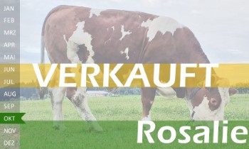 tr�chtige Fleckvieh Kalbin zu verkaufen, beweidet und ruhig